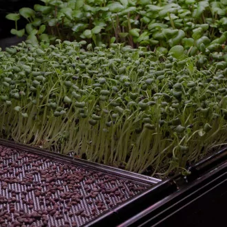 Minigro Pro Plus
