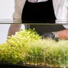 Minigro Pro Plus