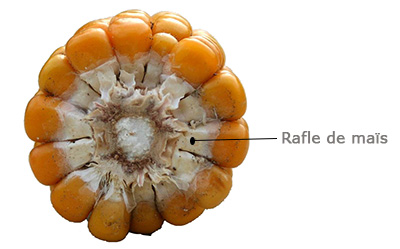 coupe transversale epis de mais et rafle