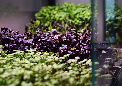grande variété d'herbes et jeunes pousses