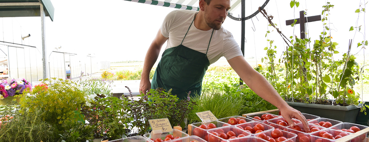 vente de tomates dans magasin de producteur