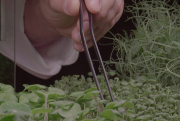 Micro-pousses en restauration : variétés, usages et approvisionnement